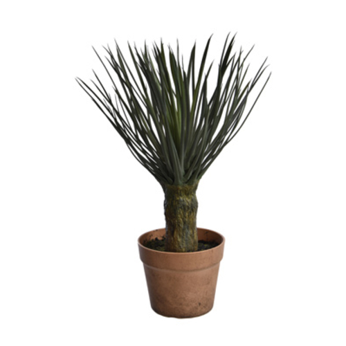 Jasaco Yucca en pot (48 cm)